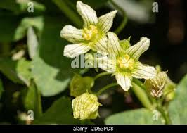 Attēlu rezultāti vaicājumam “Bryonia alba bud”