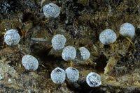 Attēlu rezultāti vaicājumam “Badhamia macrocarpa”