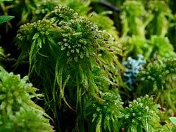 Attēlu rezultāti vaicājumam “Sphagnum wulfianum”