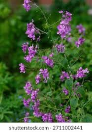 Attēlu rezultāti vaicājumam “Hesperis matronalis”
