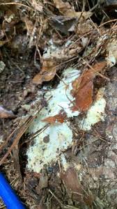 Attēlu rezultāti vaicājumam “Sebacina incrustans”