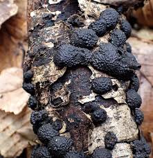 Attēlu rezultāti vaicājumam “Hypoxylon multiforme”