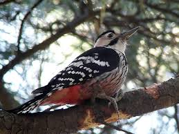 Attēlu rezultāti vaicājumam “Dendrocopos leucotos female”