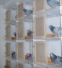 Image result for Meridian Racing Pigeon Lofts