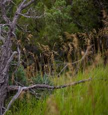 Attēlu rezultāti vaicājumam “Bromopsis inermis fruit”