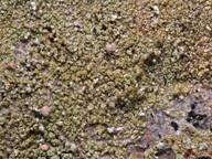 Attēlu rezultāti vaicājumam “Scoliciosporum chlorococcum”