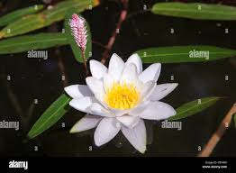 Attēlu rezultāti vaicājumam “Nymphaea alba flower”