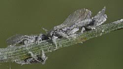 Attēlu rezultāti vaicājumam “Schizolachnus pineti”