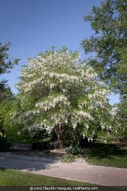 Attēlu rezultāti vaicājumam “Xysticus ulmi adult”