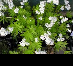 Attēlu rezultāti vaicājumam “Galium odoratum bud”