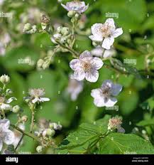 Image result for Rubus sectio