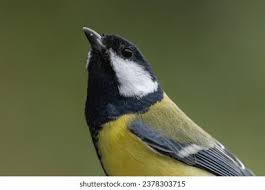 Attēlu rezultāti vaicājumam “Parus major male”