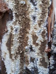 Attēlu rezultāti vaicājumam “Coniophora puteana”