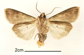 Attēlu rezultāti vaicājumam “Mythimna sp.”