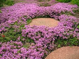 Image result for Thymus serpyllum