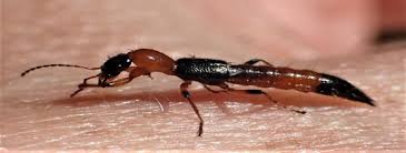 Billedresultat for rovbille