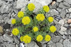 Attēlu rezultāti vaicājumam “Rhodiola rosea flower”