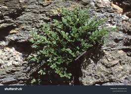 Attēlu rezultāti vaicājumam “Asplenium ruta-muraria”