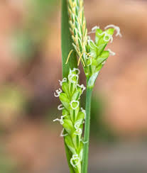 Attēlu rezultāti vaicājumam “Carex dioica male flower”