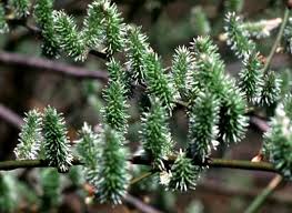 Attēlu rezultāti vaicājumam “Salix cinerea female flower”