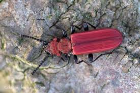 Attēlu rezultāti vaicājumam “Cucujus cinnaberinus”