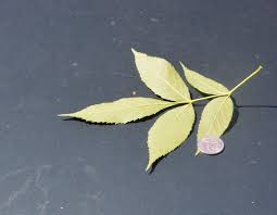 Attēlu rezultāti vaicājumam “Fraxinus pennsylvanica leaf”