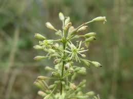 Attēlu rezultāti vaicājumam “Silene otites”