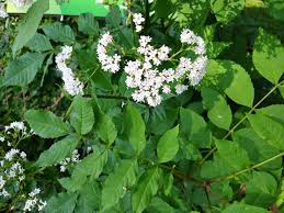 Image result for Valeriana officinalis
