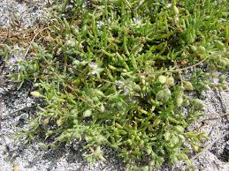 Attēlu rezultāti vaicājumam “Spergularia marina bud”