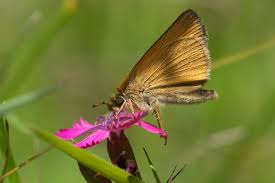 Attēlu rezultāti vaicājumam “Thymelicus lineola underside”