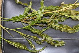 Attēlu rezultāti vaicājumam “Potamogetonaceae”