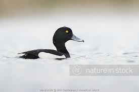 Image result for Aythya fuligula