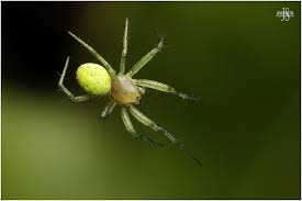 Attēlu rezultāti vaicājumam “Araniella male”