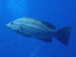 Image result for Mycteroperca rubra