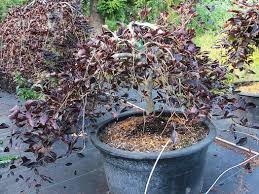 Attēlu rezultāti vaicājumam “Fagus sylvatica fo. purpurea”