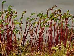 Attēlu rezultāti vaicājumam “Herzogiella seligeri”