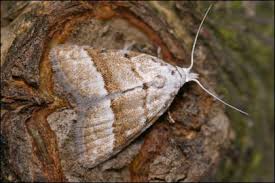 Attēlu rezultāti vaicājumam “Nola aerugula”