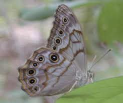 Attēlu rezultāti vaicājumam “Cribraria tenella macro”