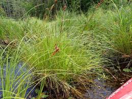 Attēlu rezultāti vaicājumam “Carex lasiocarpa male flower”