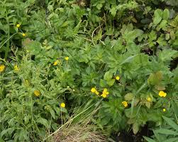 Attēlu rezultāti vaicājumam “Ranunculus repens flower”