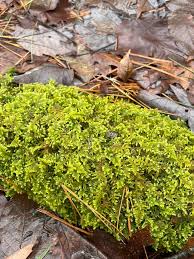 Attēlu rezultāti vaicājumam “Polytrichastrum pallidisetum”