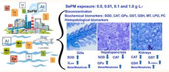 Image result for Centropomus parallelus