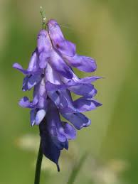 Attēlu rezultāti vaicājumam “Vicia cracca”