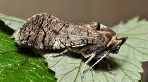 Attēlu rezultāti vaicājumam “Cossus cossus”