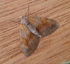 Attēlu rezultāti vaicājumam “Pennithera firmata”