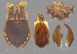 Attēlu rezultāti vaicājumam “Leiocolea heterocolpos”