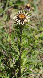 Attēlu rezultāti vaicājumam “Carlina vulgaris flower”
