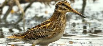 Image result for Lymnocryptes minimus