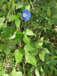 Image result for Ipomoea purpurea