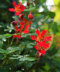 Image result for Ildblomkarse